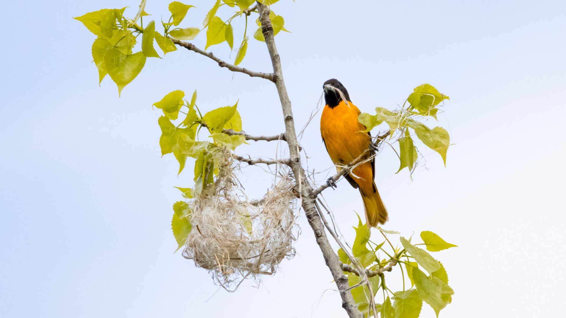 Orioles (All Other Observations)